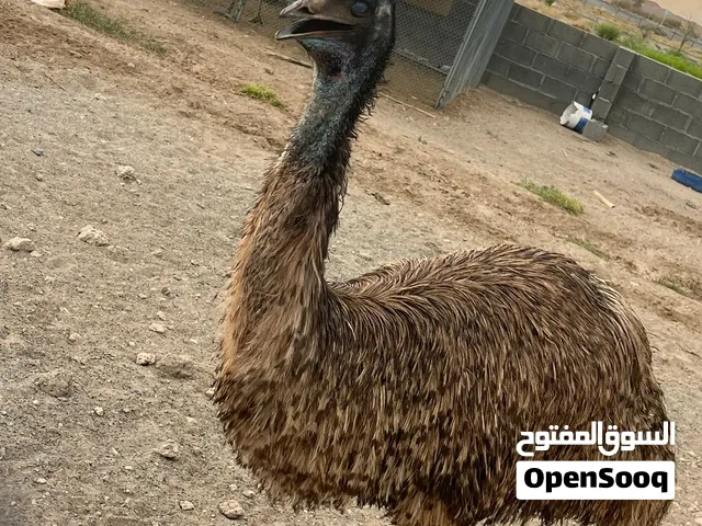 للبيع نعام ايمو الاسترالي