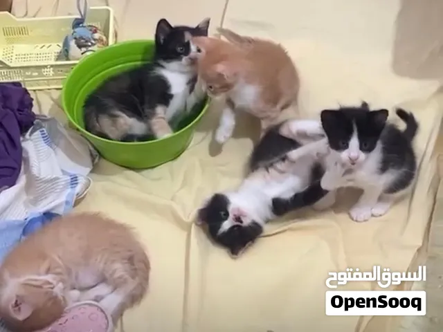 تبنى شهرين
