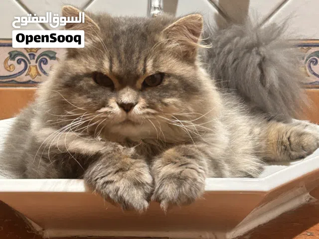13 month old full pure persian breed cat