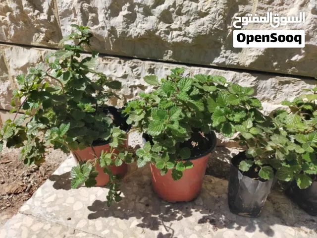 توصيل مجاني شتل نبات البخورة أو الحبق المغربي أو اللوبانة العطري سلالة مميزة أوراق مخملية لامعة