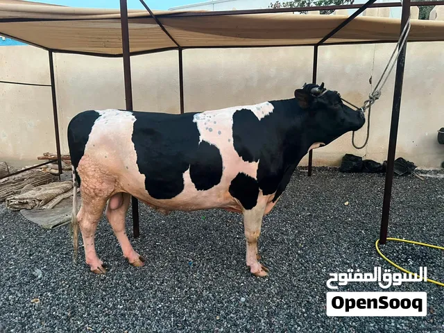 ثور نمساوي تو بادي يقلع سداسي