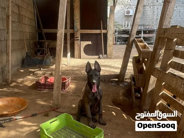 جروه اربعه شهور مالينوا