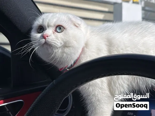للبيع قط سكوتش دبل فولد