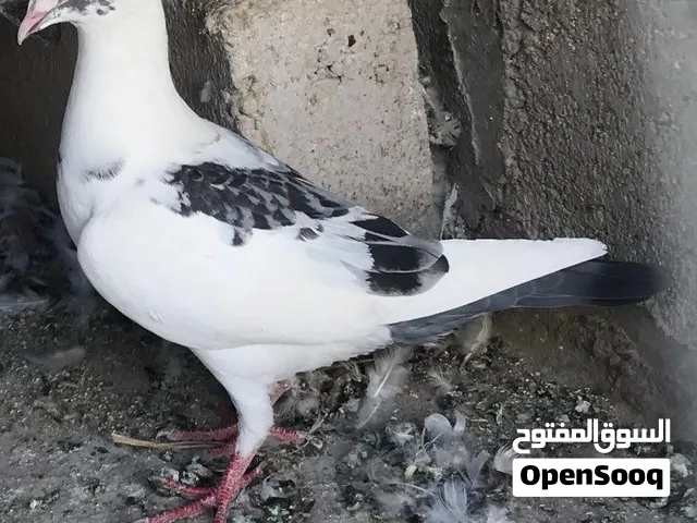 للبيع زاجل ابيض