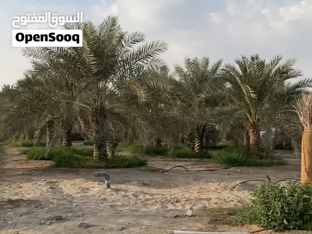 للبيع مزرعه فخمه فيها فيلا وحوض وزراعه منطقة اليفر 1 شارع خورفكان الجديد مميزه 560،000 الف قدم