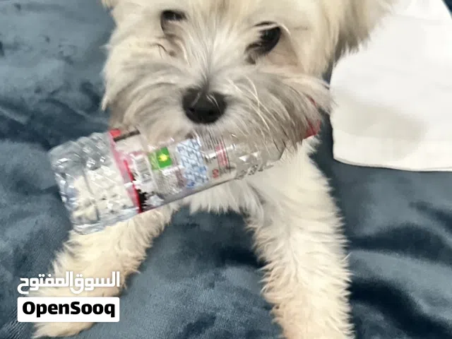 Female Malshi Puppy (Maltese× Shih Tzu)