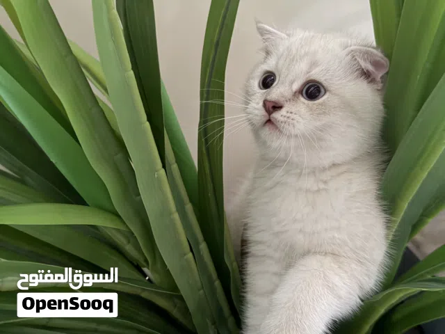 قطط سكوتش فولد صغيره