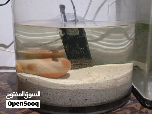 حوض سمك دائر شكل جميل