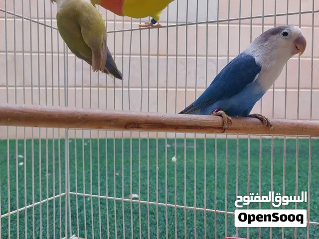 طيور للبيع