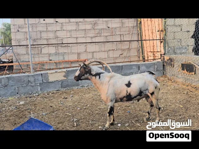 للبيع فحل صلالي