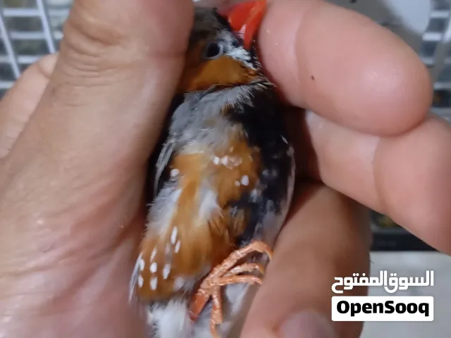 زوج فناجس فحله جامبو