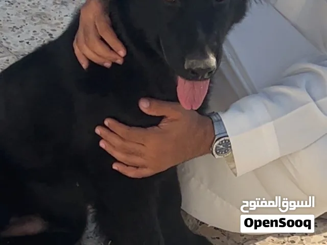 ذكر جيرمن شيبرد