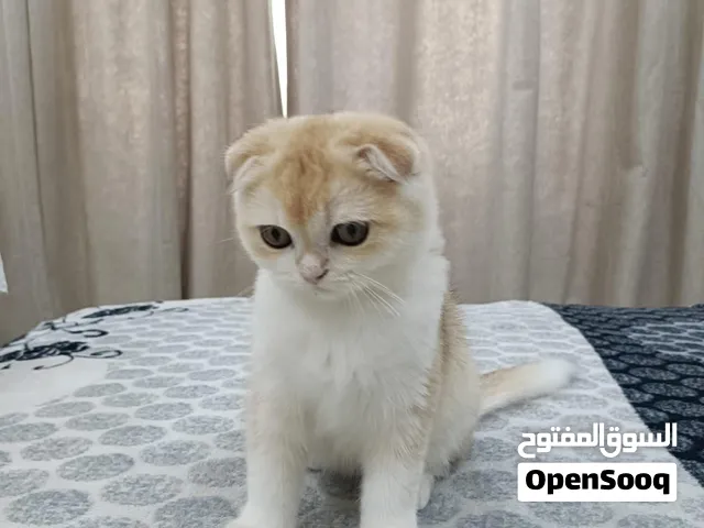 سكوتش فولد ny11