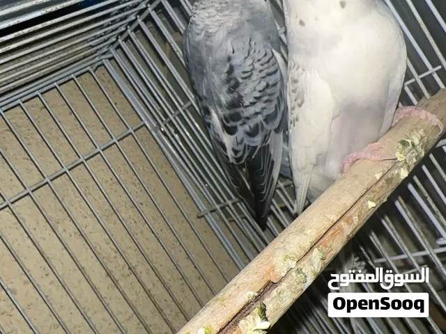 جوز بادجي منتج شرط اليوم نزل اول بيضه له والخير قادم باذن الله الجوز مكينه انتاج كم مره انتج ع السوم