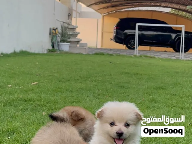كلاب للبيع