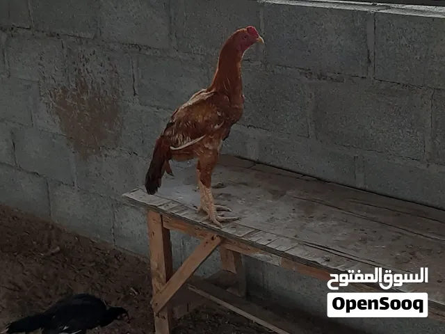 ديك بكستاني اصل للبيع فقط