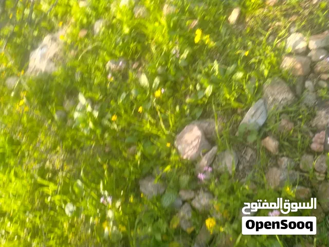 تدريس انجليزي للصفوف العليا