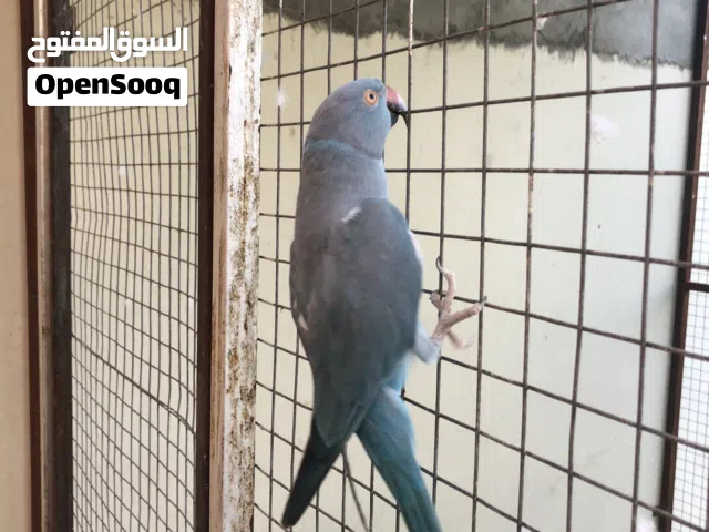 ببغاء دره زرقاء (انثى)
