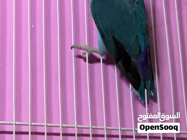 السلام عليكم انثى فشر ب 20