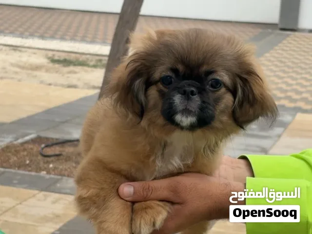 للتبني جلب شيتزو وبكنيز تقريبا سنه ونص