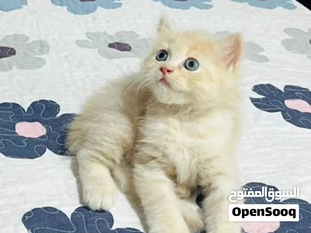 سنفور للبيع