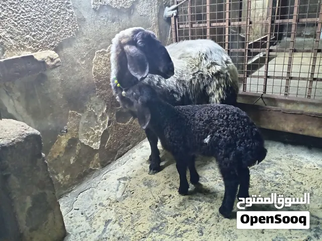نعجه دهمه صقريه نخب معها عابوره عمرها شهر ونص
