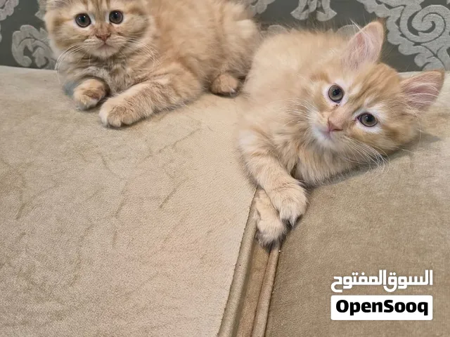 4 قطط للتبني برسوم