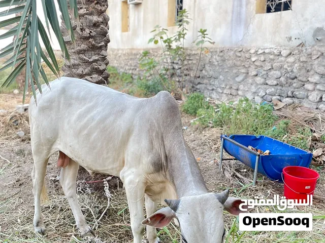 صومالي  الموقع الرستاق