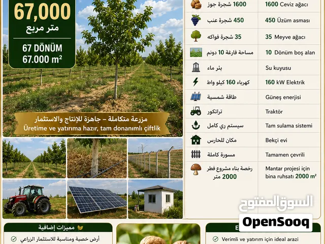 مزرعة جوز للبيع. جاهزة.