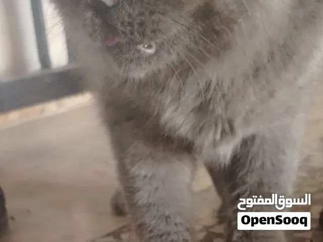 ذكر سكوتش للبيع