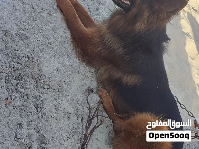 انثي للبيع حالة صحية ممتازة جدا مكان سرت