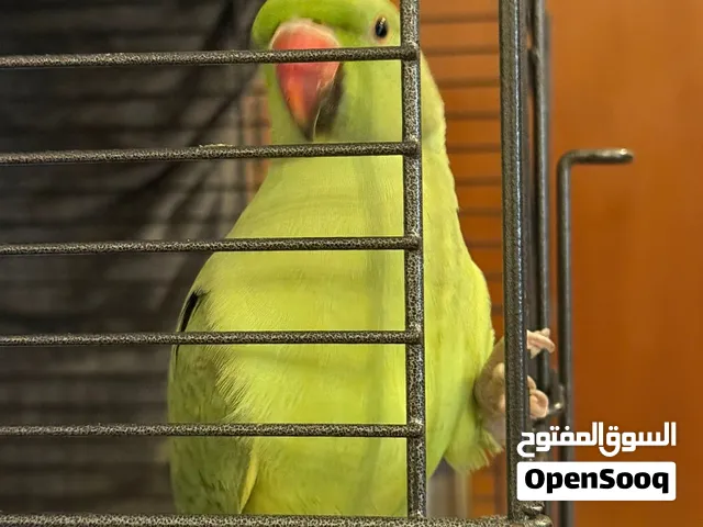 بيبي متوه هولندي