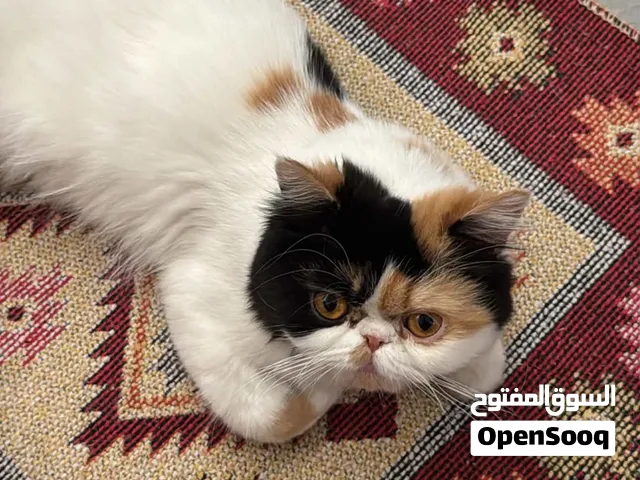للبيع قطة بيرشن كاليكو