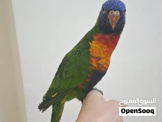 لوري ريمبو