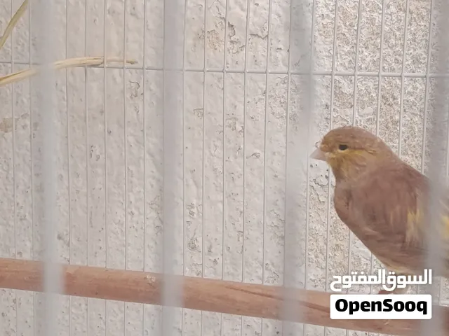 طير كناري ذكى بوم انتاج عراقي
