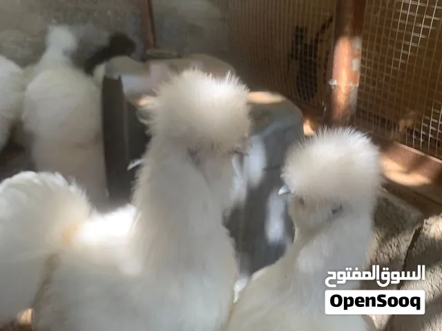 جاج قطني للبيع