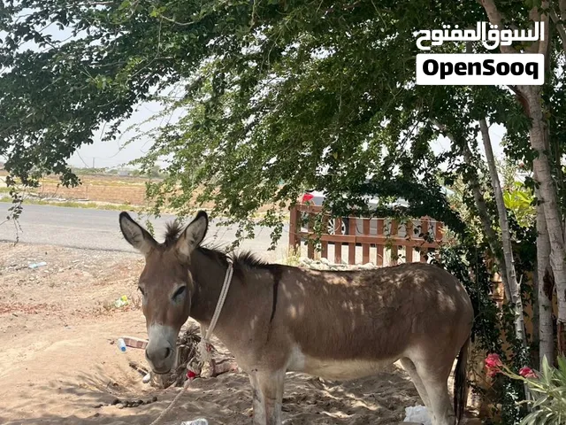 حماره للبيع