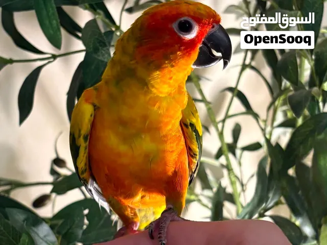 عصفور صن كنيور