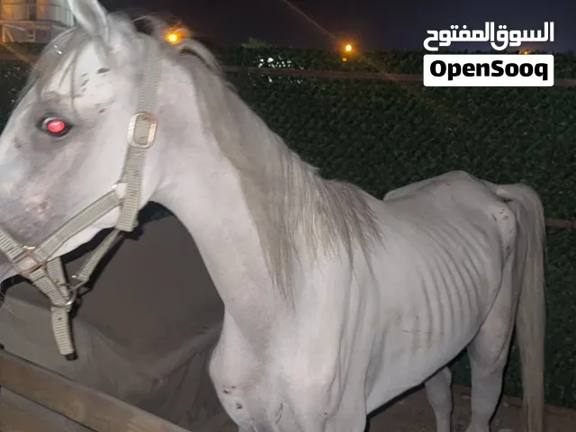 للبيع فلو عمره سنه