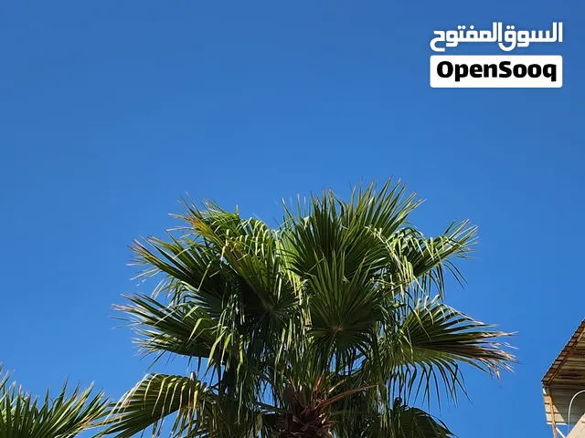 للبيع واشنطونيا بحاله ممتازه جدا الحجم كبير جدآ