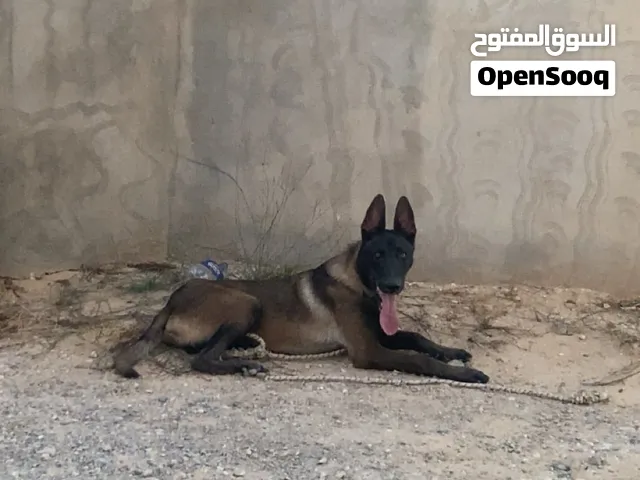 كلب مينوا للبيع
