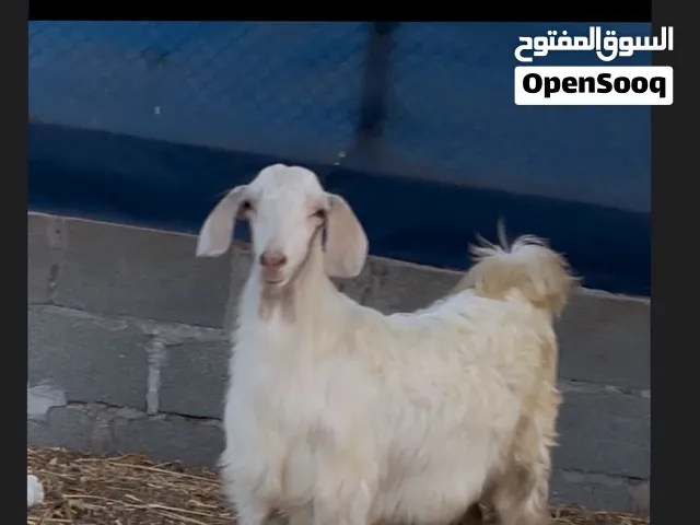 اربع تيوسه للبيع