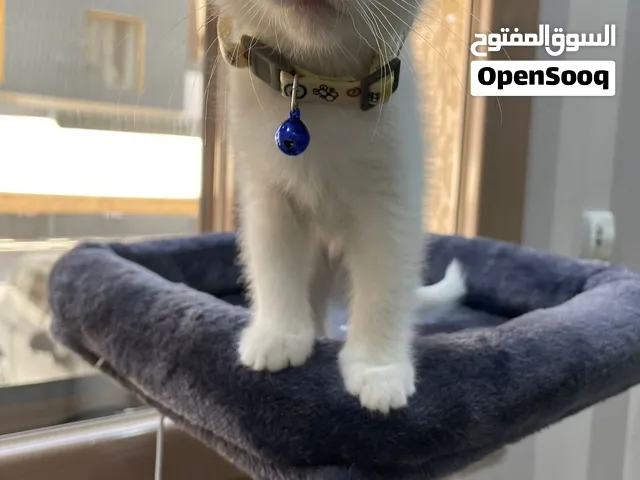 قطة للتبني