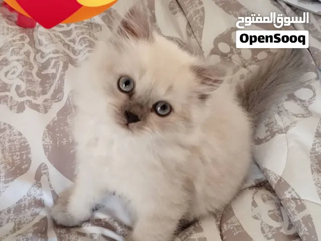 قط سكوتش. 600-500