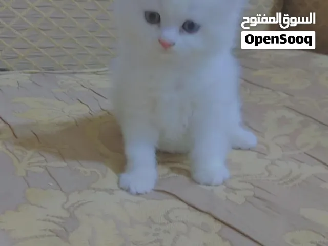 للبيع قطط هملايا