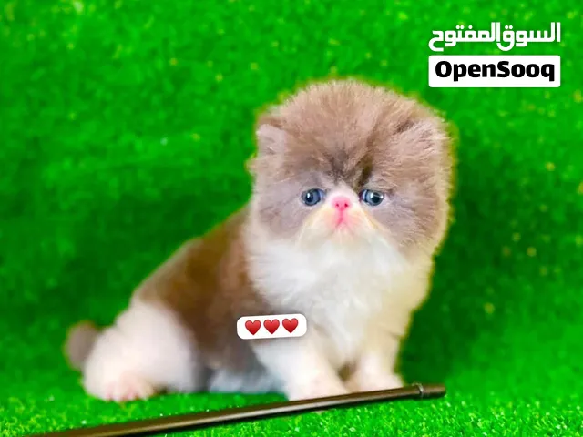 ذكر بيرشن بلو وايت تبارك الرحمن