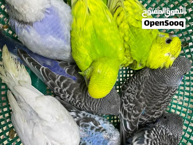 Holland budgies