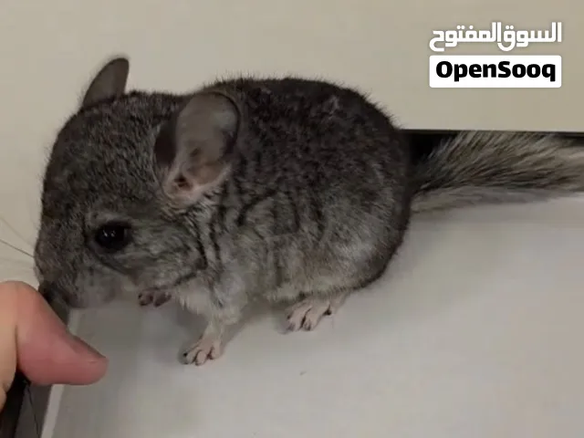 شانشيلا صغير Chinchilla
