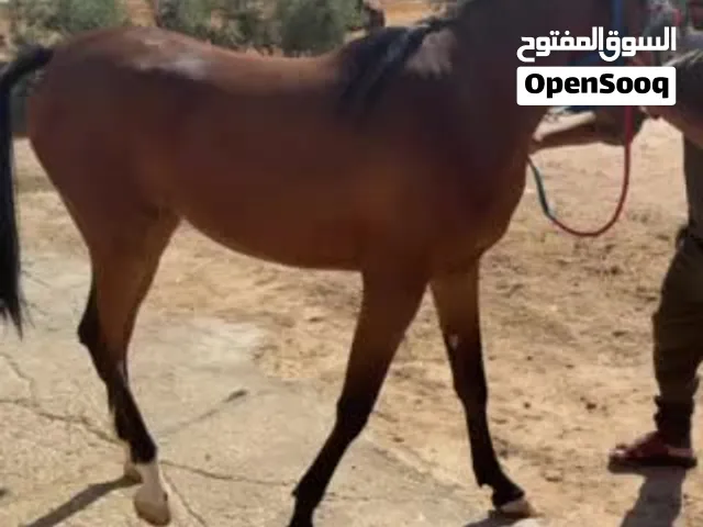 مهره عربية مسجلة