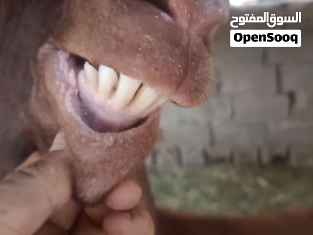 فحل افغاني فول مواصفات وشرط على كل عيب